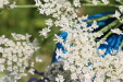 Thumbnail IMG_5288.JPG 