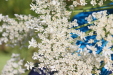 Thumbnail IMG_5289.JPG 