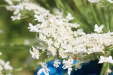 Thumbnail IMG_5290.JPG 