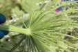 Thumbnail IMG_5291.JPG 