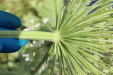 Thumbnail IMG_5293.JPG 