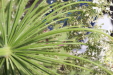 Thumbnail IMG_5295.JPG 