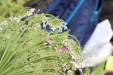Thumbnail IMG_5296.JPG 