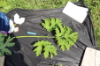 Thumbnail IMG_5297.JPG 