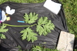 Thumbnail IMG_5298.JPG 