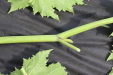 Thumbnail IMG_5301.JPG 