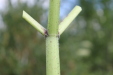 Thumbnail IMG_5302.JPG 