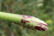 Thumbnail IMG_5303.JPG 