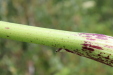 Thumbnail IMG_5304.JPG 