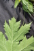 Thumbnail IMG_5305.JPG 