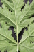 Thumbnail IMG_5307.JPG 