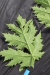Thumbnail IMG_5310.JPG 