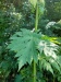 Thumbnail IMG20220707120935.jpg 