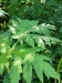 Thumbnail IMG20220707120940.jpg 