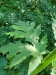 Thumbnail IMG20220707120945.jpg 