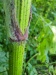 Thumbnail IMG20220707121011.jpg 