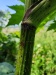 Thumbnail IMG20220707121030.jpg 