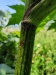 Thumbnail IMG20220707121031.jpg 