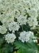 Thumbnail IMG20220707121046.jpg 