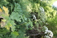 Thumbnail IMG_3080.JPG 