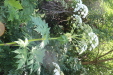 Thumbnail IMG_3081.JPG 