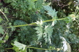 Thumbnail IMG_3082.JPG 