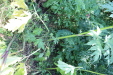 Thumbnail IMG_3083.JPG 