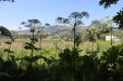 Thumbnail IMG_3086.JPG 