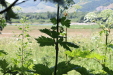 Thumbnail IMG_3090.JPG 