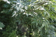 Thumbnail IMG_3091.JPG 