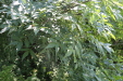 Thumbnail IMG_3092.JPG 