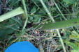 Thumbnail IMG_3093.JPG 
