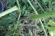 Thumbnail IMG_3094.JPG 