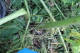 Thumbnail IMG_3095.JPG 