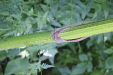 Thumbnail IMG_3096.JPG 