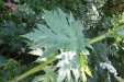 Thumbnail IMG_3097.JPG 