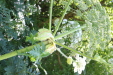 Thumbnail IMG_3098.JPG 