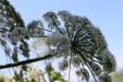 Thumbnail IMG_3099.JPG 