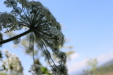 Thumbnail IMG_3100.JPG 