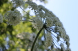 Thumbnail IMG_3101.JPG 