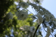 Thumbnail IMG_3102.JPG 