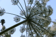 Thumbnail IMG_3103.JPG 