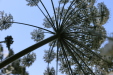 Thumbnail IMG_3104.JPG 