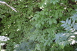 Thumbnail IMG_3105.JPG 