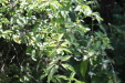 Thumbnail IMG_3107.JPG 