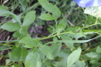 Thumbnail IMG_3108.JPG 