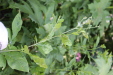Thumbnail IMG_3109.JPG 
