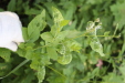 Thumbnail IMG_3110.JPG 