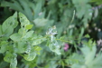 Thumbnail IMG_3111.JPG 