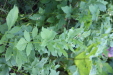 Thumbnail IMG_3112.JPG 